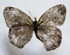 Cyllopsis pephredo