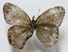 Cyllopsis pephredo