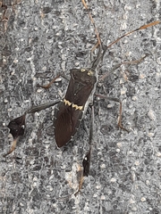 Leptoglossus zonatus