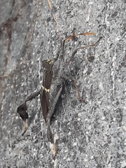 Leptoglossus zonatus