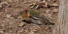 Callospermophilus lateralis certus