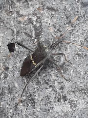 Leptoglossus zonatus