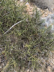 Koeberlinia spinosa