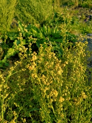 Chenopodium suecicum