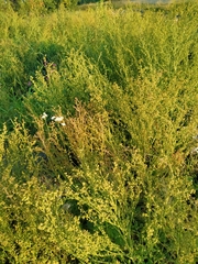 Chenopodium suecicum