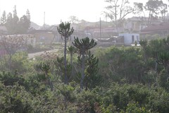 Euphorbia triangularis