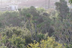 Euphorbia triangularis
