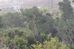 Euphorbia triangularis