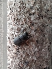 Dorcus parallelipipedus