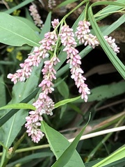 Persicaria
