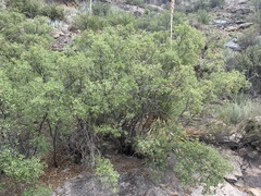 Quercus pungens