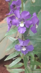 Angelonia ciliaris