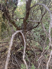 Quercus pungens