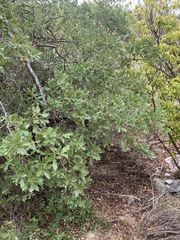 Quercus pungens