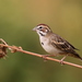 Lark Sparrow - Photo (c) guyincognito, some rights reserved (CC BY-NC), uploaded by guyincognito