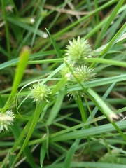 Cyperus brevifolioides