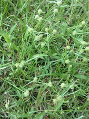 Cyperus brevifolioides