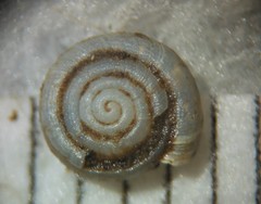 Helicodiscus notius
