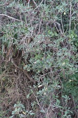 Othonna triplinervia