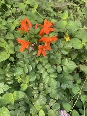 Tecoma capensis