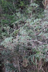 Othonna triplinervia