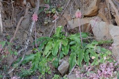 Veltheimia bracteata