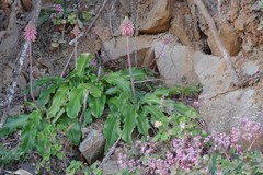 Veltheimia bracteata