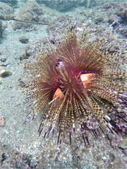 Astropyga pulvinata