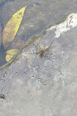 Dolomedes scriptus