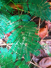 Leucaena leucocephala