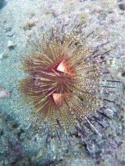 Astropyga pulvinata