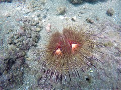 Astropyga pulvinata