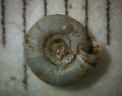 Helicodiscus notius