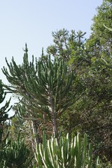 Euphorbia triangularis