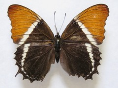 Siproeta epaphus epaphus