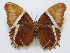 Siproeta epaphus epaphus