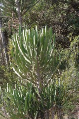 Euphorbia triangularis
