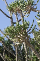 Euphorbia triangularis