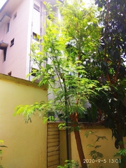 Leucaena leucocephala