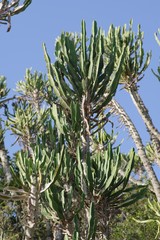 Euphorbia triangularis