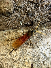 Urocerus californicus