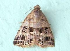 Ozarba rubrivena