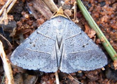 Plecoptera melalepis