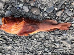 Hemitripterus americanus