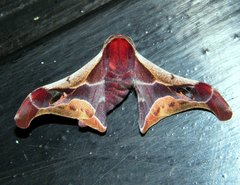 Holocerina smilax
