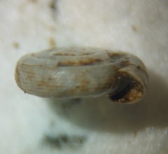 Helicodiscus notius