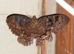 Erebus walkeri