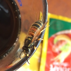 Vespula rufa