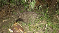 Erinaceus roumanicus