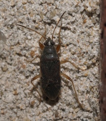 Perigenes similis